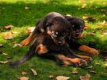 Gesunde Rottweiler-Welpen zu verkaufen. . - фото 2