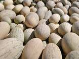 Getrocknete Melone direkt vom Hersteller - фото 2