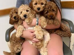 Goldendoodles