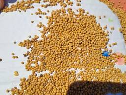 Горчица белая