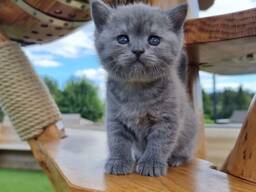 Graue Britisch Kurzhaar Katze