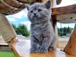 Graue Britisch Kurzhaar Katze - фото 2