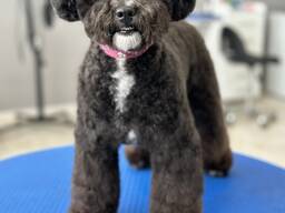 Груминг. Стрижка животных.