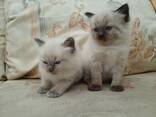 Handaufgezogene Ragdoll-Kätzchen. Kontaktieren Sie uns per WhatsApp: 447490124950 - фото 1