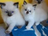 Handaufgezogene Ragdoll-Kätzchen. Kontaktieren Sie uns per WhatsApp: 447490124950 - фото 2