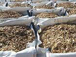 Hard Wood Chips for Pulp Wood Chips, Pine Wood Chips, buy Pine Wood Chips, Fibreco-wood-ch - photo 1