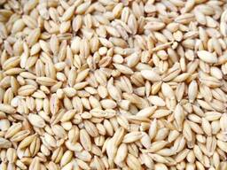 Heiße Verkäufe Bio-Braugerste / Vollkorngerste