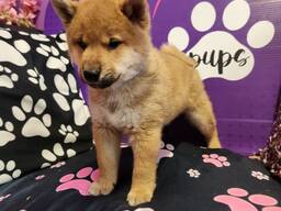Hervorragende Shiba-Inu-Welpen