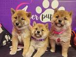Hervorragende Shiba-Inu-Welpen - фото 1