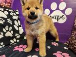 Hervorragende Shiba-Inu-Welpen - фото 2