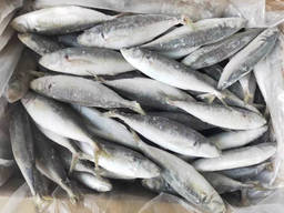China seafood whole part pacific mackerel fresh frozen fish
