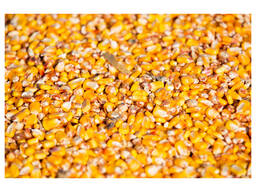 High Quality Cheap Wholesale Price Dried Yellow Corn Grans / Corn Maize For sale