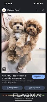 Хочу купить мальтипу