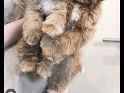 Хочу купить мальтипу