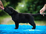 Hochwertige Labrador Retriever Welpen - фото 11
