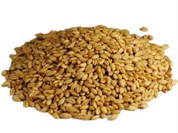 Hochwertiger Weizen / Weizenkorn / Weizen zum Verkauf / Gerste