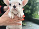Французского бульдога - фото 8