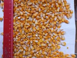 I will sell corn of 5000 tons