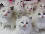 Bezauberndes Ragdoll-Kätzchen zu verkaufen - фото 3