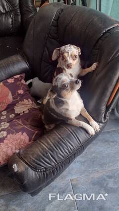 Wir suchen ein gutes Zuhause für zwei bezaubernde Chihuahuas – Lily und Luna!