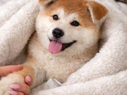 Japanischer Akita Inu Welpen