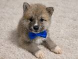 Japanischer Akita Inu Welpen - фото 2