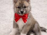 Japanischer Akita Inu Welpen - фото 3