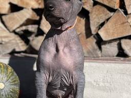 Je vendrai 2 mâles xoloitzcuintle standard