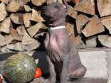 Je vendrai 2 mâles xoloitzcuintle standard - фото 2