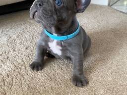 Junge Französische Bulldogge