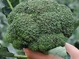 Broccoli cabbage from Uzbekistan - photo 3