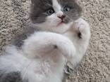 Kätzchen von einer Birma-Katze - фото 2