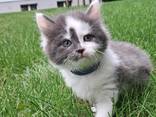 Kätzchen von einer Birma-Katze - фото 3