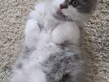 Kätzchen von einer Birma-Katze - фото 7