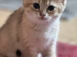 Katze zu verkaufen - фото 2