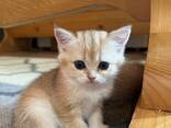 Katze zu verkaufen - фото 6
