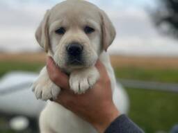 Kaunis labradorinnoutajapentu