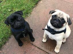 KC-registrierte, PDE-freie Mops-Welpen