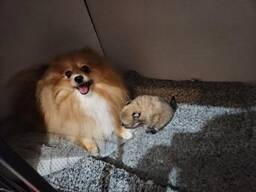 Bezaubernde Pomeranian-Welpen zu verkaufen.