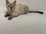 Kleine Leoparden suchen ihr Traumzuhause - фото 4