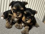 Kleiner Yorkshire-Terrier-Junge sucht sein Traumzuhause! - фото 1