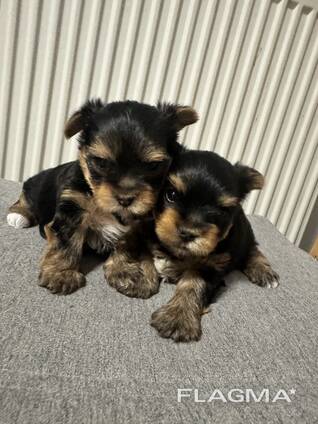 Kleiner Yorkshire-Terrier-Junge sucht sein Traumzuhause!