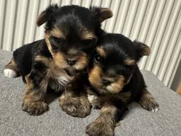 Kleiner Yorkshire-Terrier-Junge sucht sein Traumzuhause!