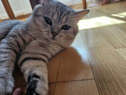 Кошка