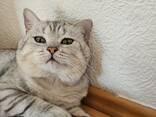 Кошка - photo 3