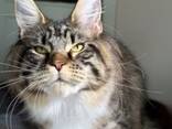Katzen der Rasse Maine Coon. Vollständiges Dokumentenpaket. Hervorragender Stammbaum. - фото 1
