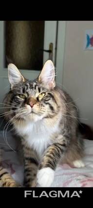 Katzen der Rasse Maine Coon. Vollständiges Dokumentenpaket. Hervorragender Stammbaum.