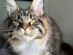 Katzen der Rasse Maine Coon. Vollständiges Dokumentenpaket. Hervorragender Stammbaum.