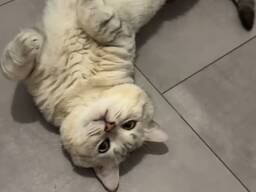 Кот