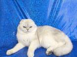 Котики на продажу - фото 8